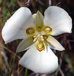 Utah State Flower