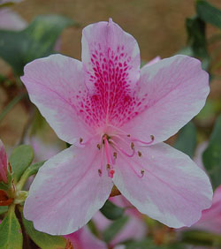 Azaleas Flower