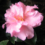 Camellias Flower