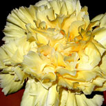 Carnations Flower