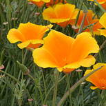 California State Flower