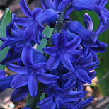 Hyacinths Flower