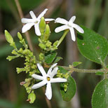 Jasmine Flowers