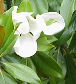 Mississippi State Flower