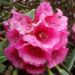 Rhododendrons Flower