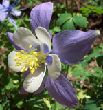 Colorado State Flower