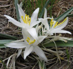 Sand lily