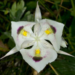 Utah State Flower