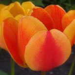 Tulips Flower