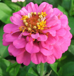 Zinnias Flower