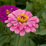 Zinnias Flower